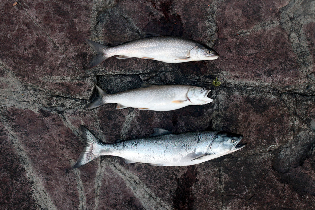 An overhead view of three fish neatly arrange in a column, the smallest two on top are native Lake Trout, and a larger salmon is on the bottom. The background is Rabbit Island's sandstone shore.
